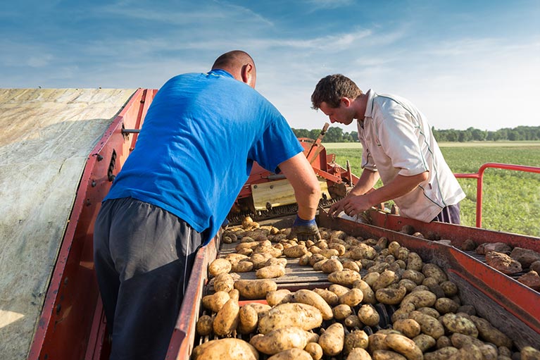 Auf dem Feld in Kaarst: Kartoffelsortierung auf dem Kartoffelroder