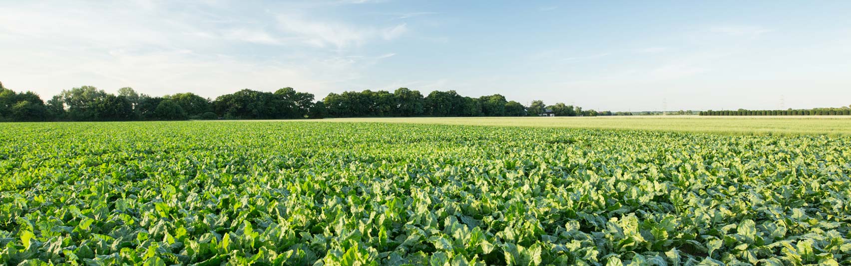 Feld