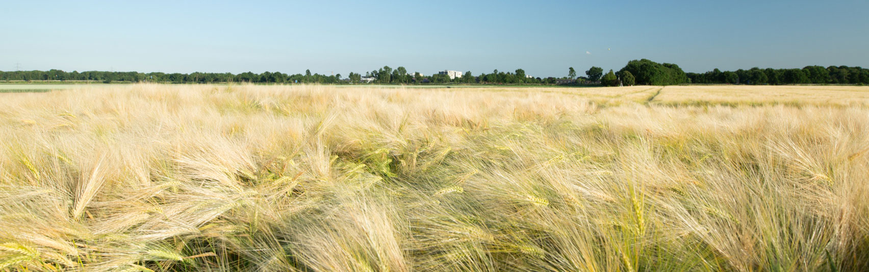 Feld