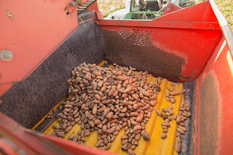 Die Kartoffeln gelangen in den Kartoffelbunker