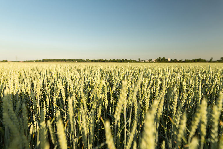 Weizenfeld des Obst- und Gemüsehofs Wilms in Kaarst